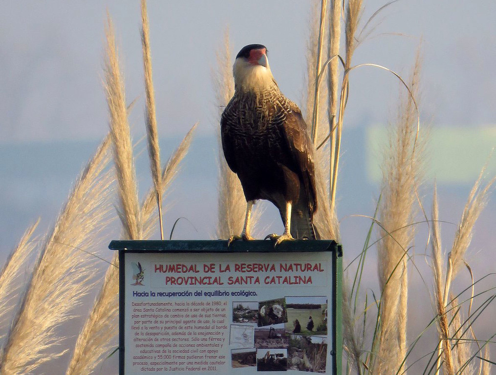 A carancho sits on a sign in the wetlands in Buenos Aires Province.