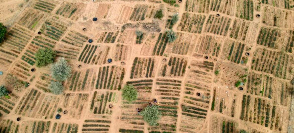 An aerial view of WFP-supported community gardens in Niger's Tillaberi region, which are part of a broader, multi-partner Sahel resilience initiative.