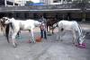 Animal Rights Victory: Sangli Horse Races Shut Down After PETA Complaint!