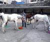 Animal Rights Victory: Sangli Horse Races Shut Down After PETA Complaint!