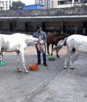 Animal Rights Victory: Sangli Horse Races Shut Down After PETA Complaint!