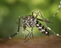 New variant of the Chikungunya virus is wreaking havoc in Pune!