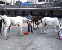 Animal Rights Victory: Sangli Horse Races Shut Down After PETA Complaint!