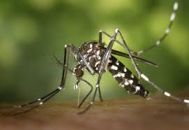 New variant of the Chikungunya virus is wreaking havoc in Pune!