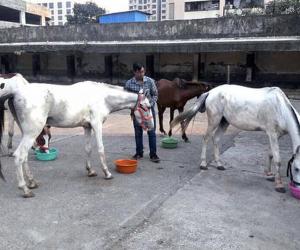 Animal Rights Victory: Sangli Horse Races Shut Down After PETA Complaint!